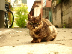 西新宿 十二社の猫