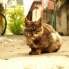 西新宿 十二社の猫