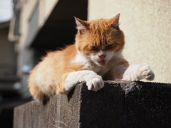 西新宿 十二社の猫