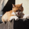 西新宿 十二社の猫