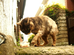 西新宿 十二社の猫