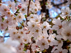 2013 桜_2