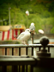 カモメ