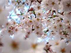 2013 桜_3