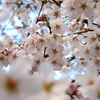 2013 桜_3