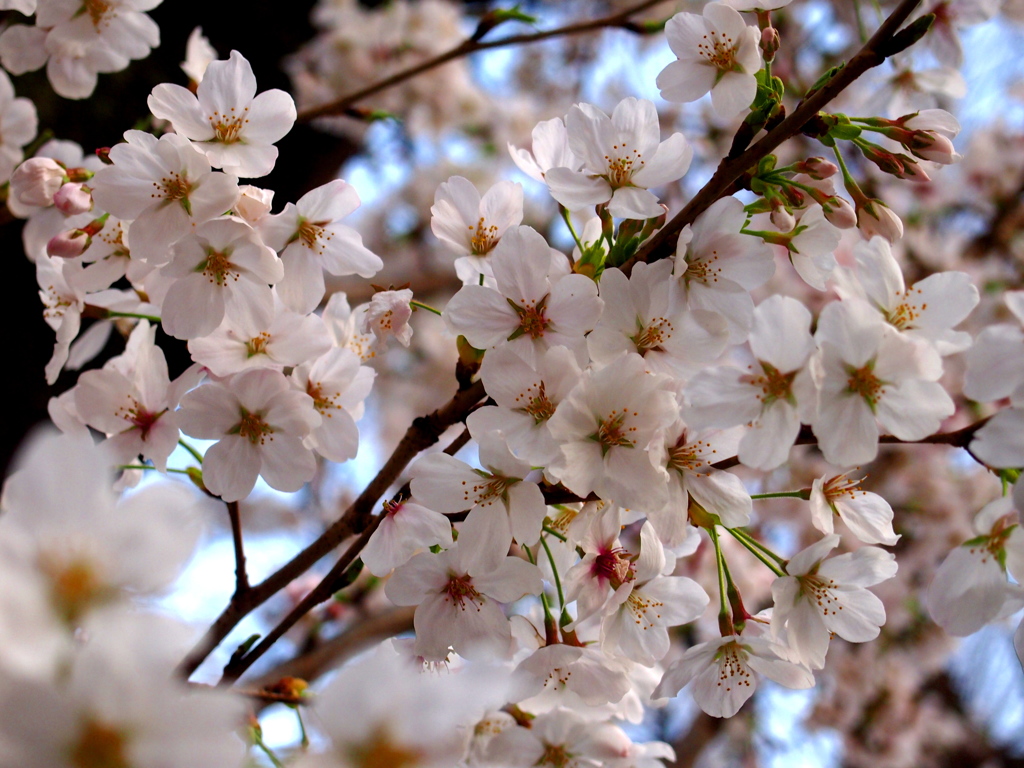 2013 桜_1