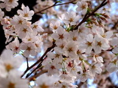 2013 桜_1