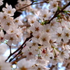 2013 桜_1