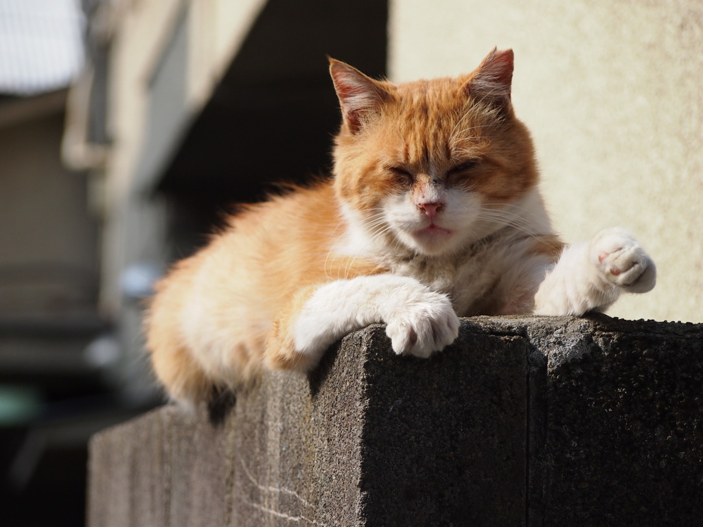 西新宿 十二社の猫