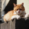 西新宿 十二社の猫