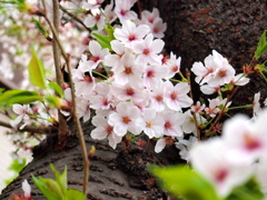 2013 桜_5
