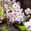 2013 桜_5