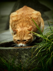 不忍池の猫