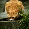 不忍池の猫