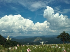 夏の雲