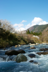 吉田川と桜