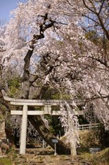 熊野神社の桜
