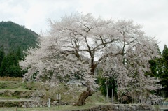 善兵衛桜