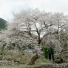 善兵衛桜