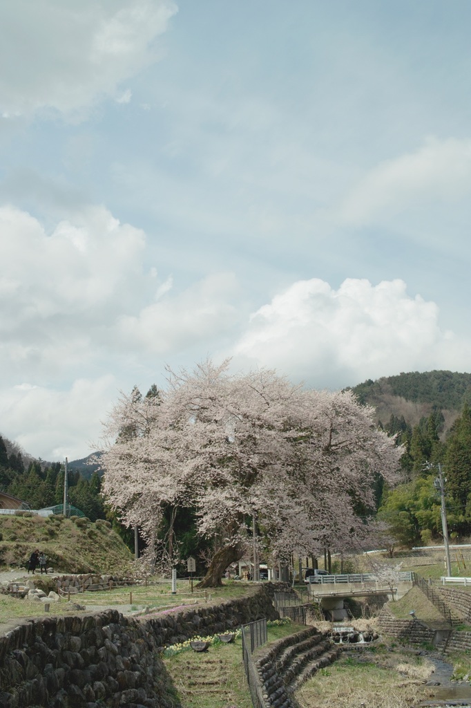 善兵衛桜