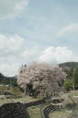 善兵衛桜