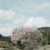 善兵衛桜