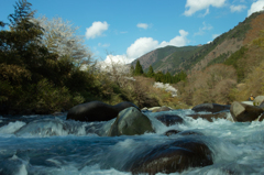 吉田川と桜