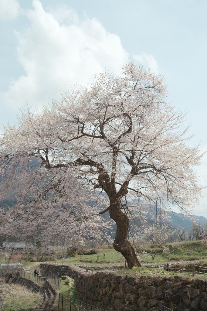 善兵衛桜