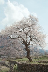 善兵衛桜
