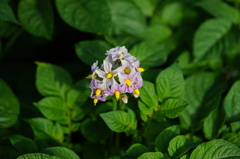 男爵の花