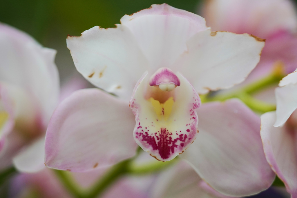 温室の花　①
