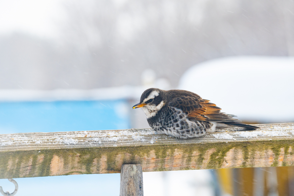 庭に来る野鳥たち　ツグミ
