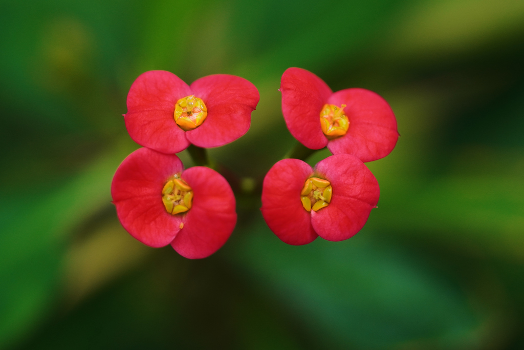 温室の花　②