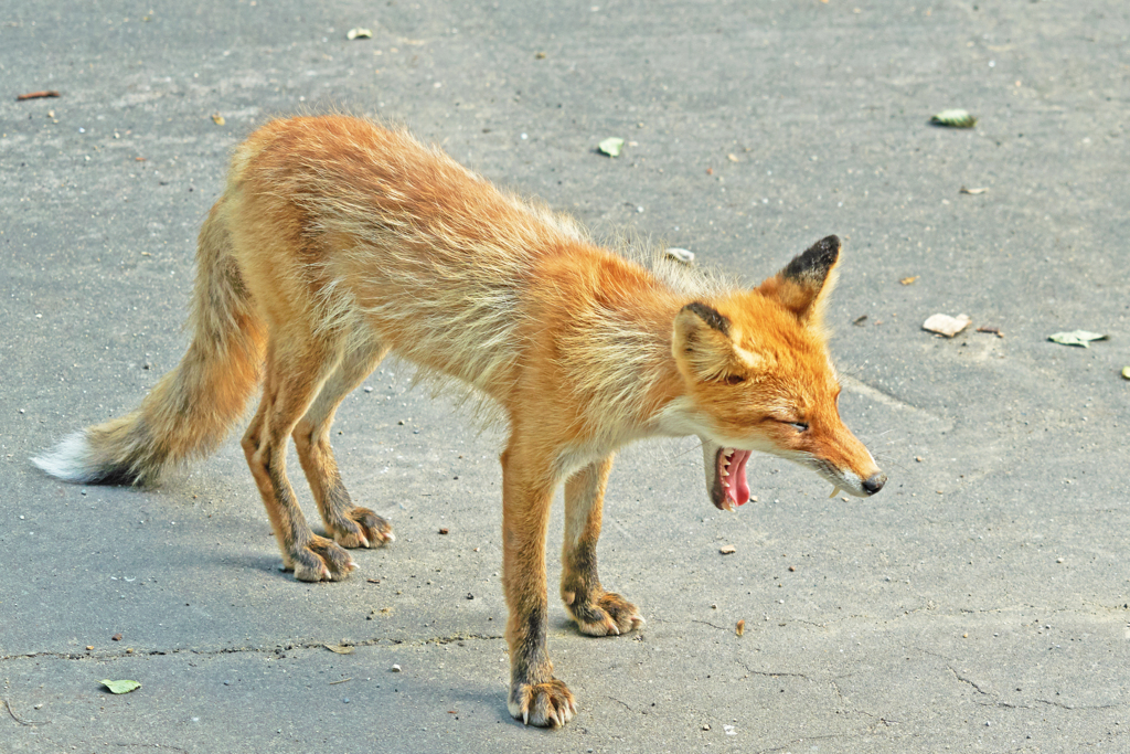 キタキツネ　Ⅲ