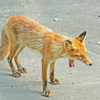 キタキツネ　Ⅲ