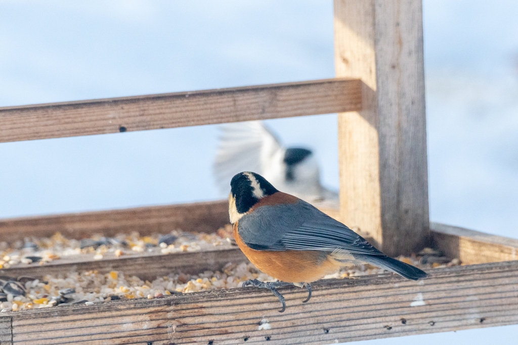 庭に来る野鳥たち　ヤマガラ　ハシブトカラ