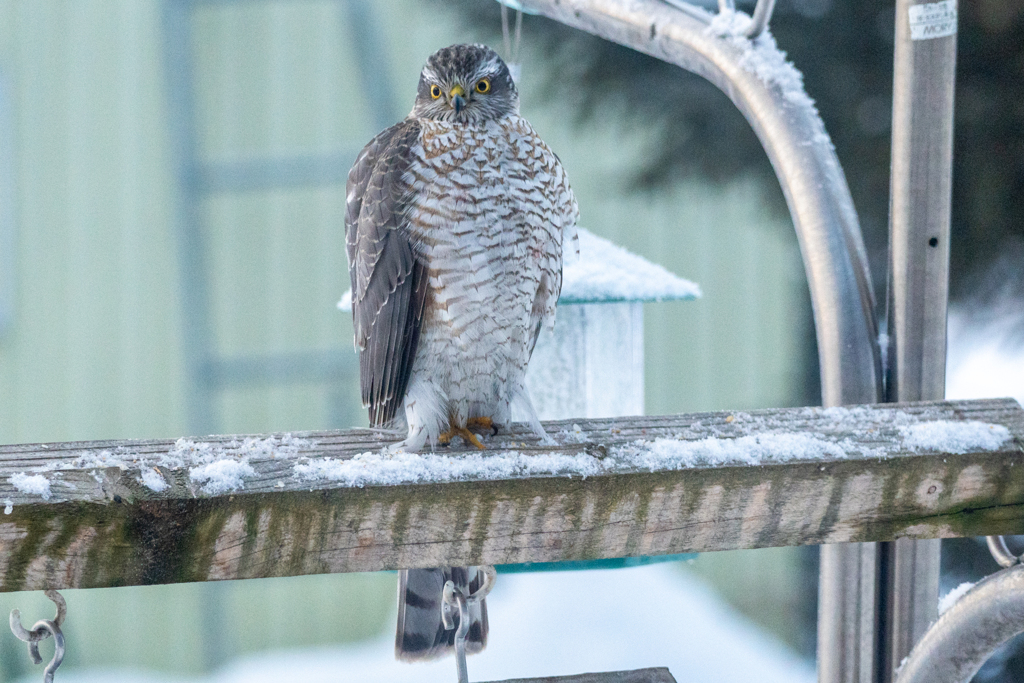 庭に来る野鳥たち　ハイタカ