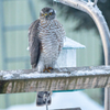 庭に来る野鳥たち　ハイタカ