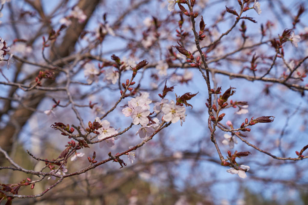 桜咲く　Ⅳ