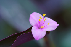 温室の花　⑦