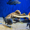 山の水族館　⑤