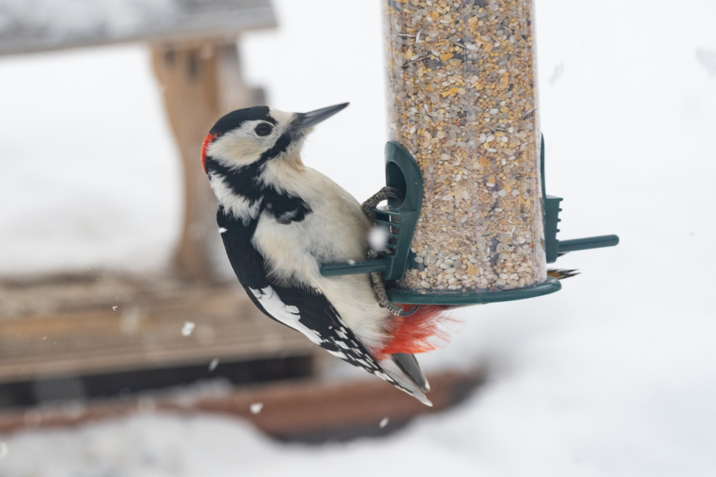 庭に来る野鳥たち　アカゲラ