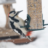 庭に来る野鳥たち　アカゲラ
