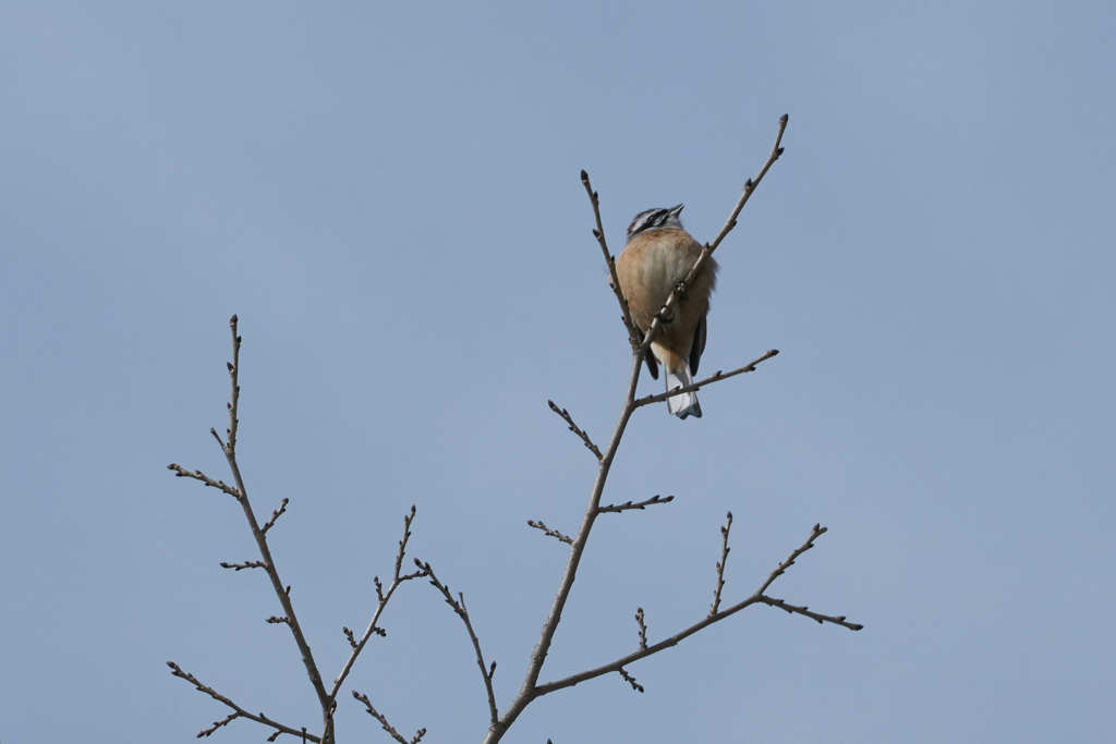 野鳥　Ⅲ