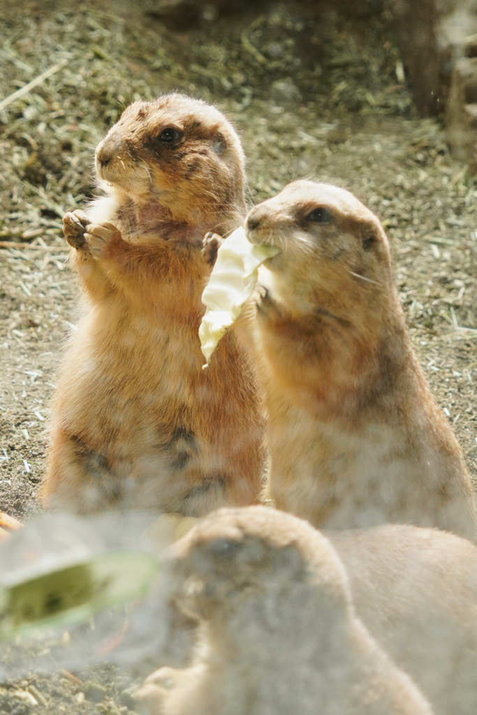 円山動物園　①