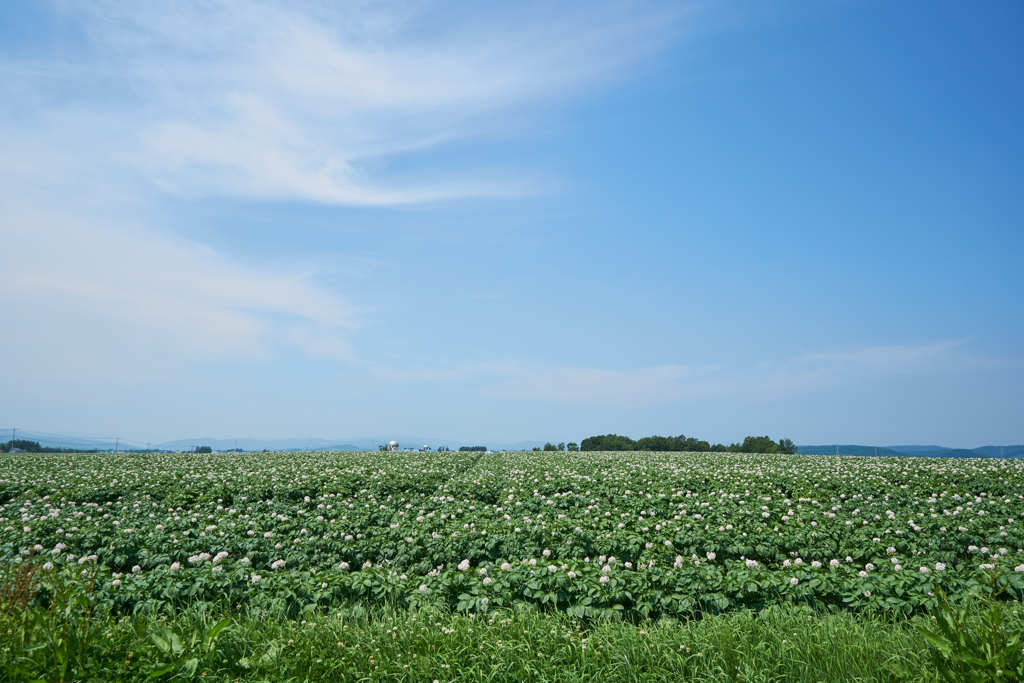 じゃが花　Ⅱ