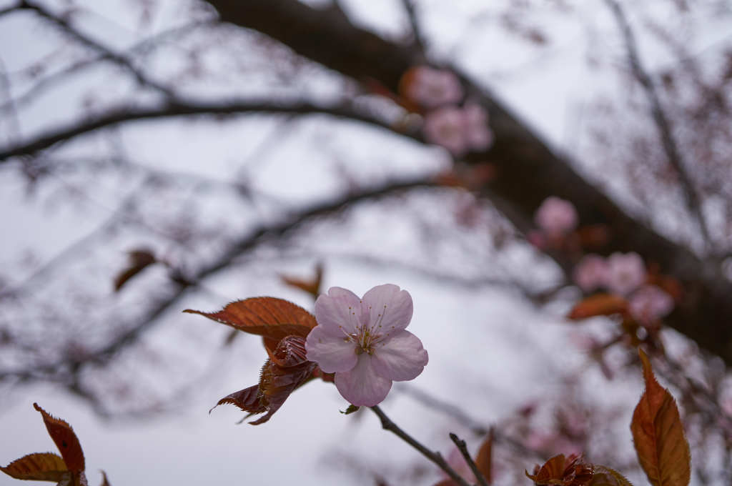 桜　Ⅱ