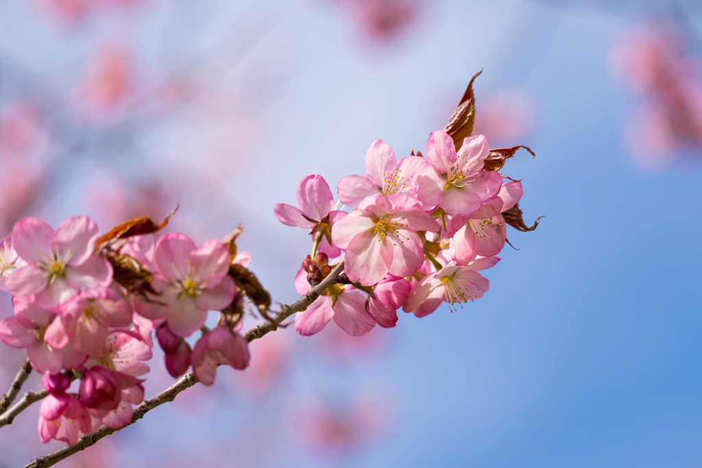 今年の桜　④