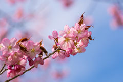 今年の桜　④