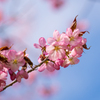 今年の桜　④